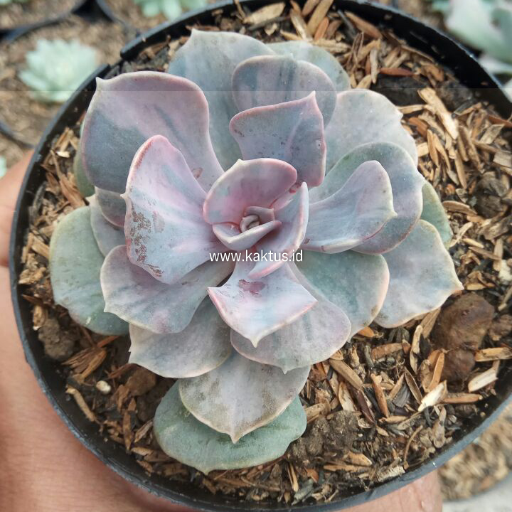 713. Echeveria Perle Pink Stripes - Image 6