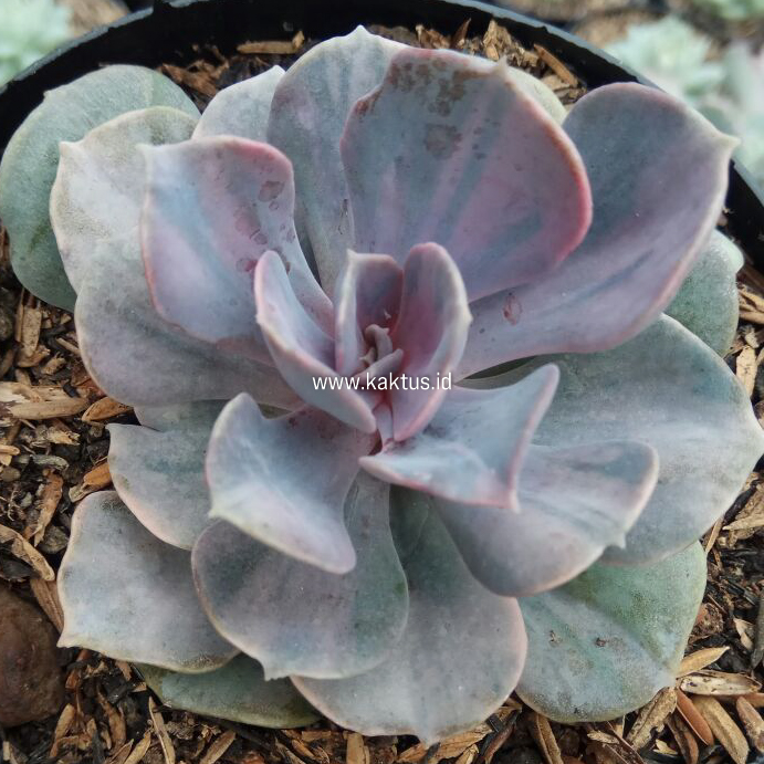713. Echeveria Perle Pink Stripes - Image 7