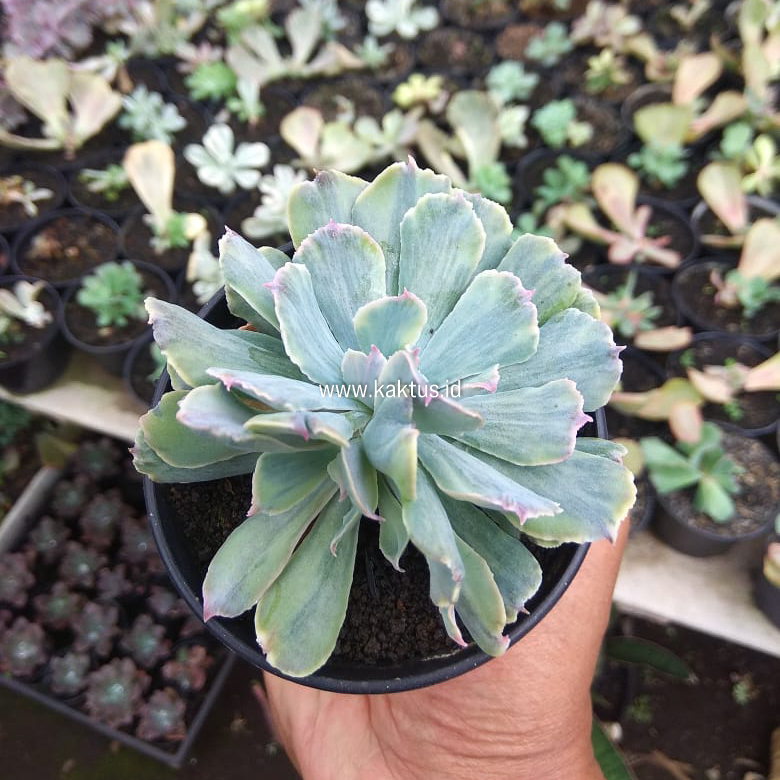 715. Echeveria Shaviana Truffles Double Head Variegated - Image 4