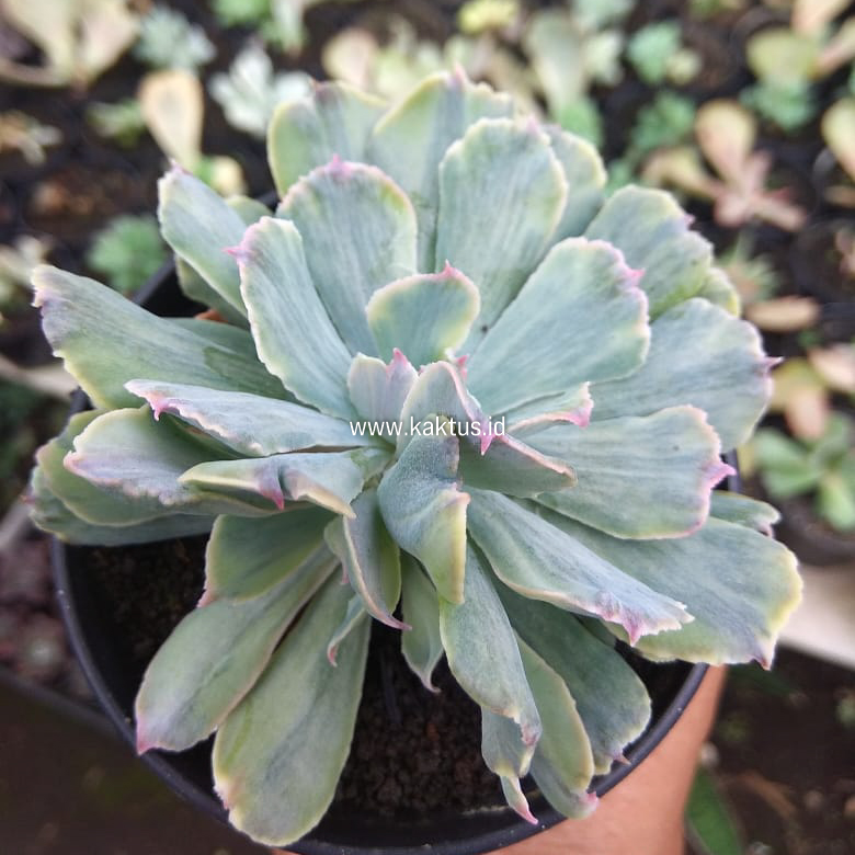 715. Echeveria Shaviana Truffles Double Head Variegated - Image 5