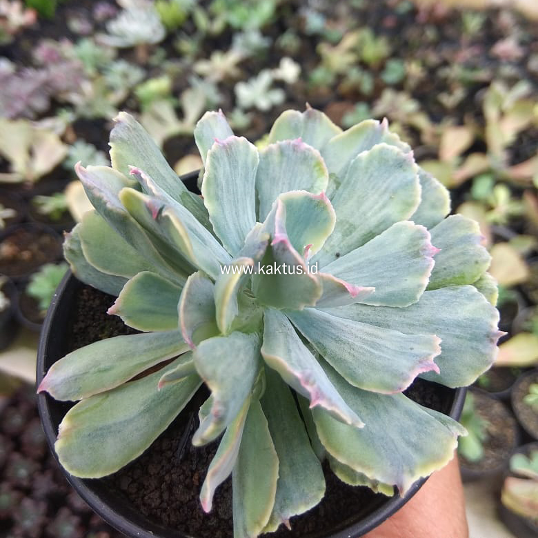 715. Echeveria Shaviana Truffles Double Head Variegated - Image 6