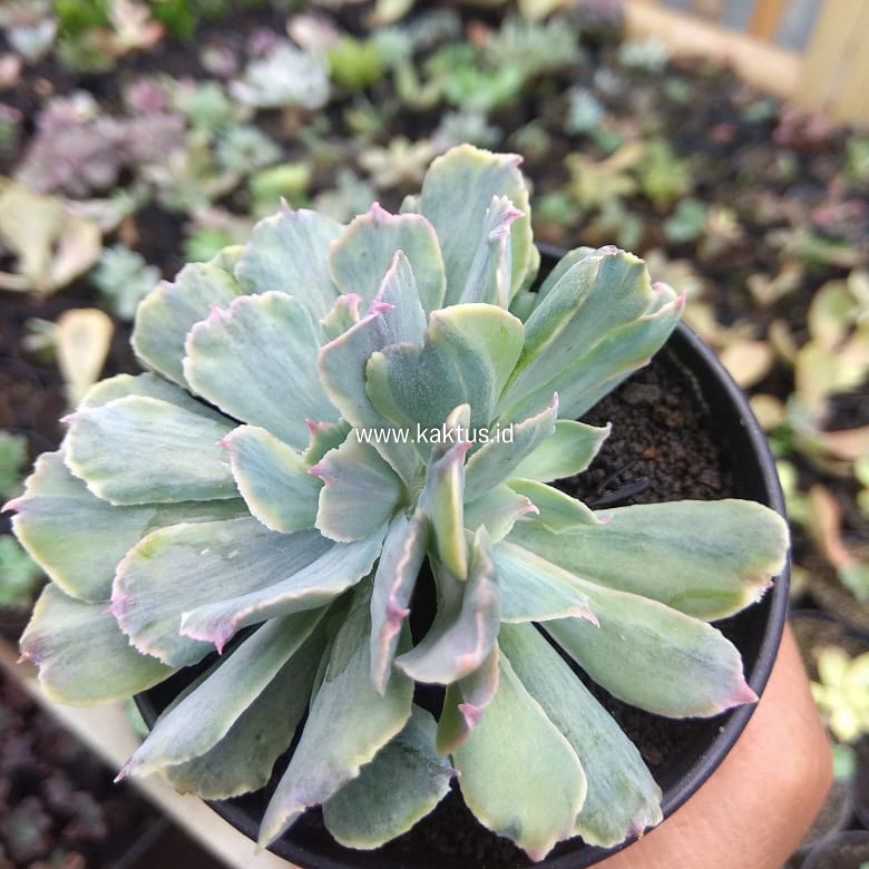 715. Echeveria Shaviana Truffles Double Head Variegated - Image 3