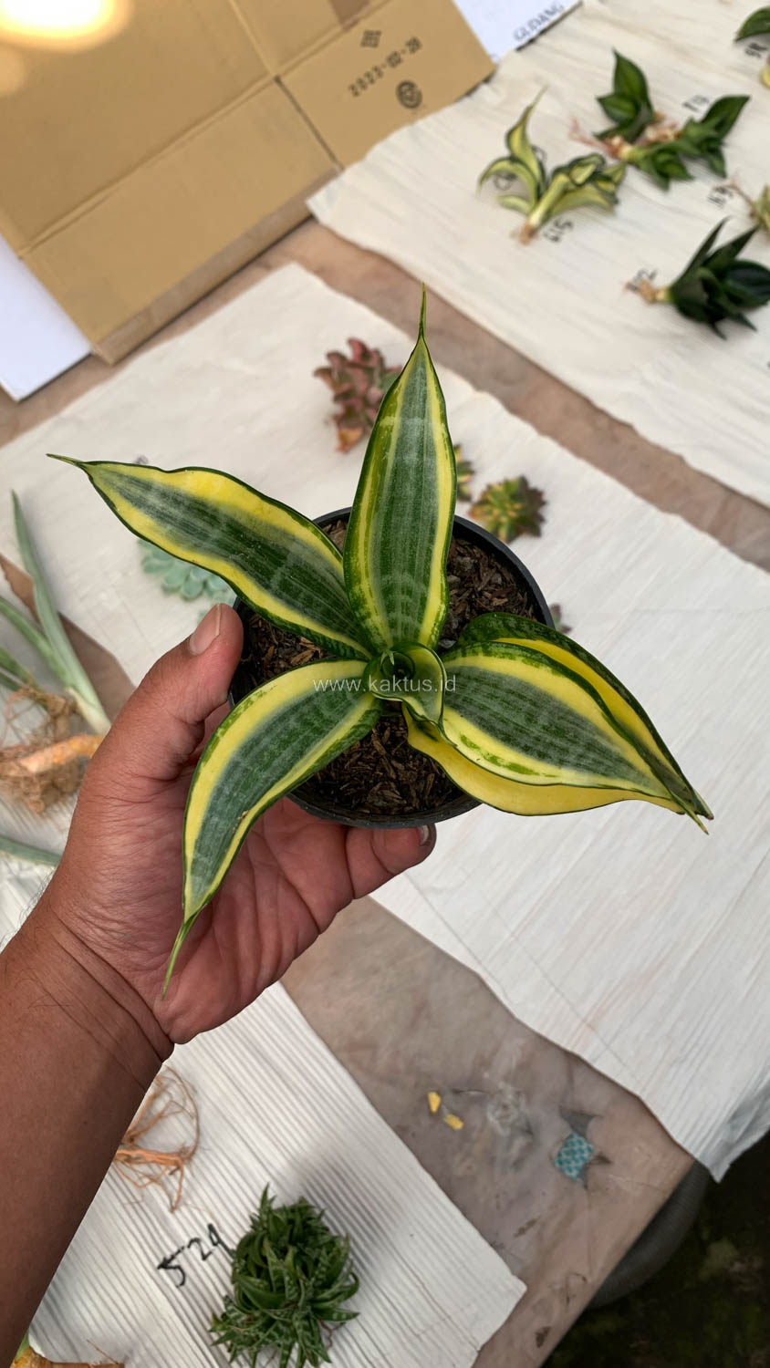 716. Sansevieria Gold Banner - Image 4