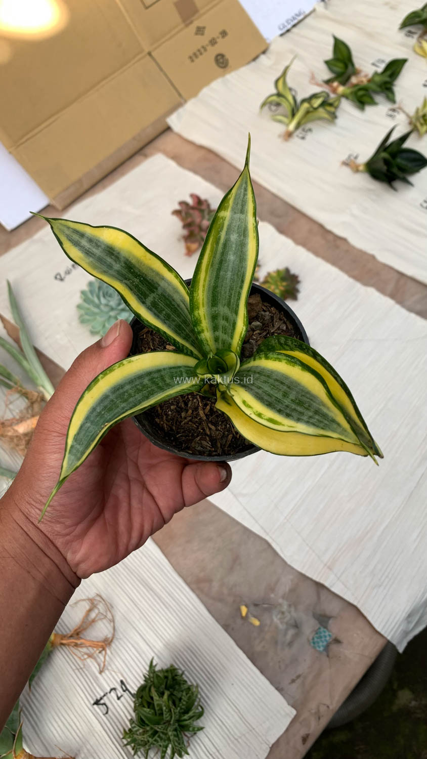 716. Sansevieria Gold Banner - Image 5