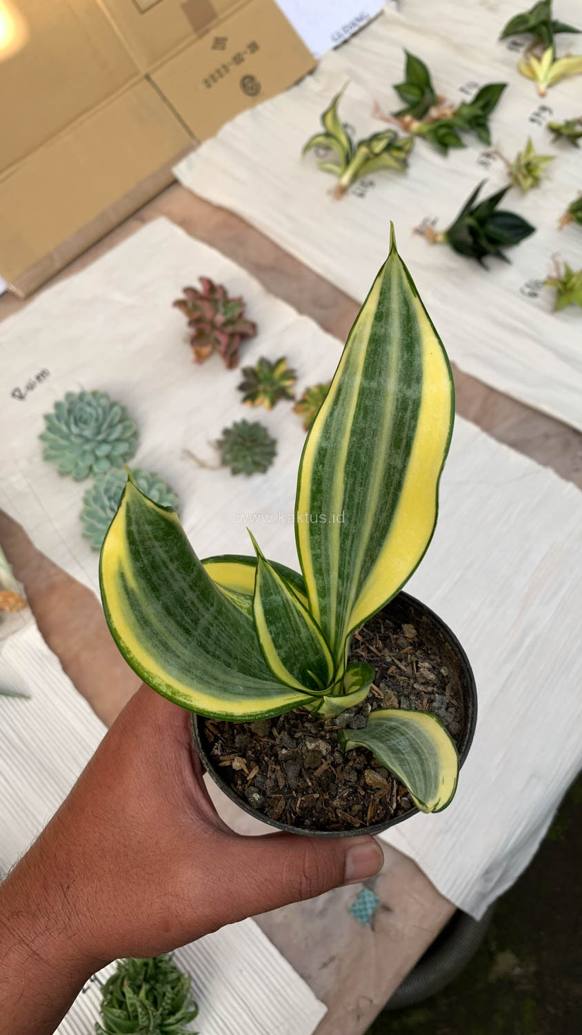 716. Sansevieria Gold Banner - Image 6