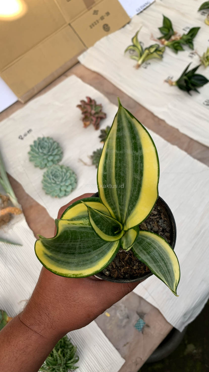 716. Sansevieria Gold Banner - Image 7