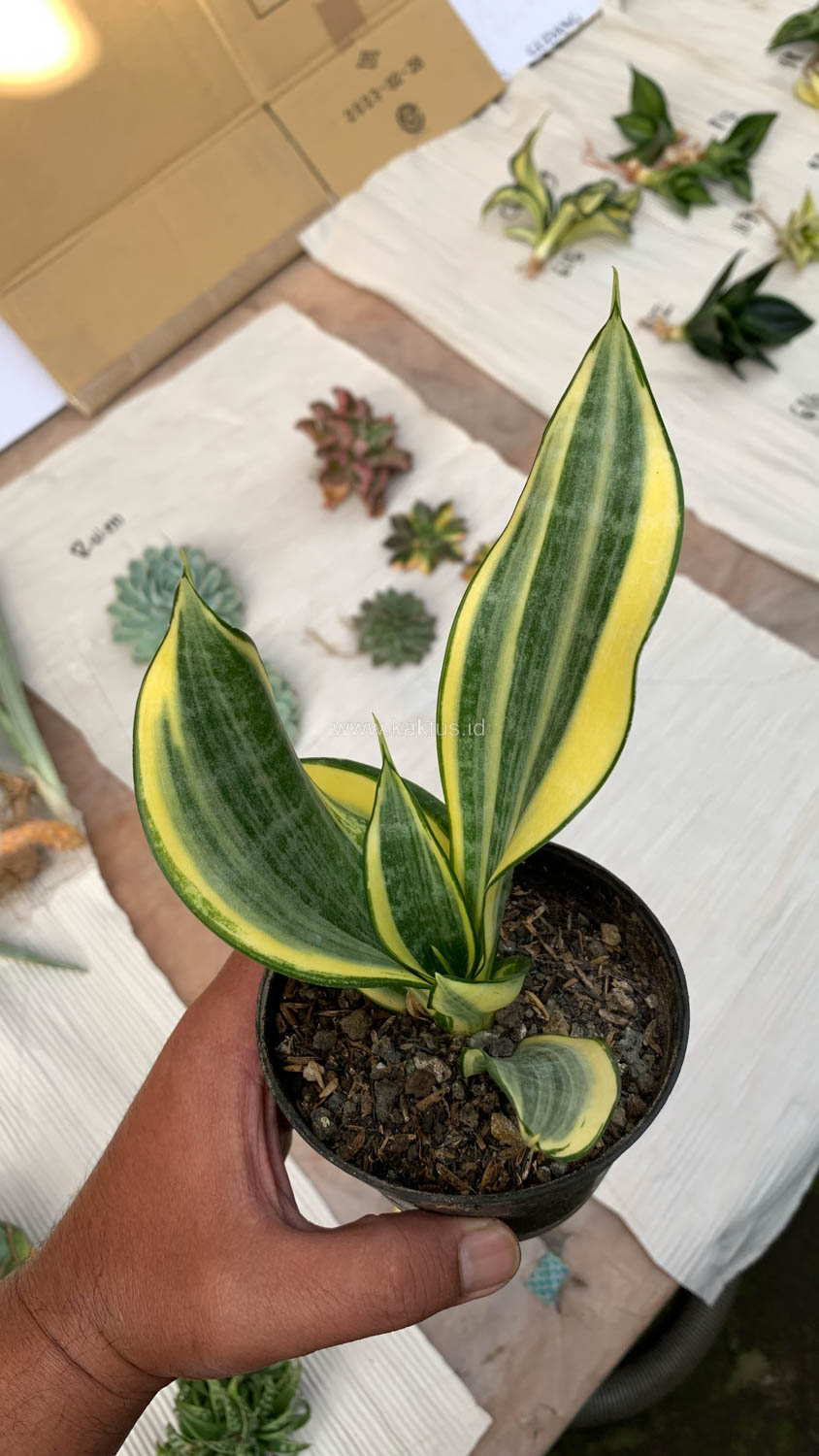 716. Sansevieria Gold Banner - Image 2