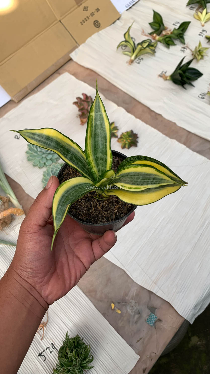 716. Sansevieria Gold Banner - Image 3
