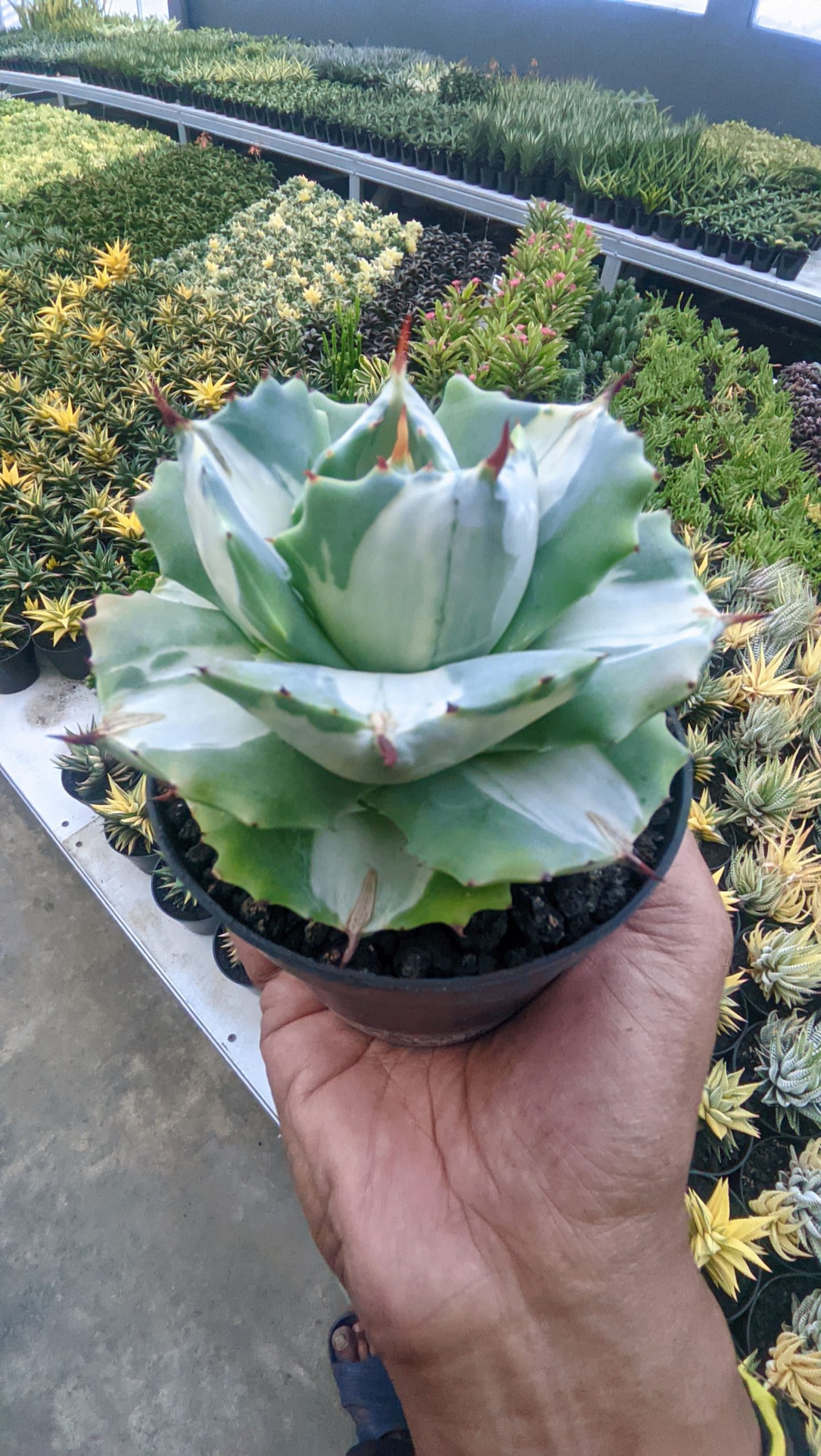 719. Agave Shoji Raijin White Variegated - Image 5