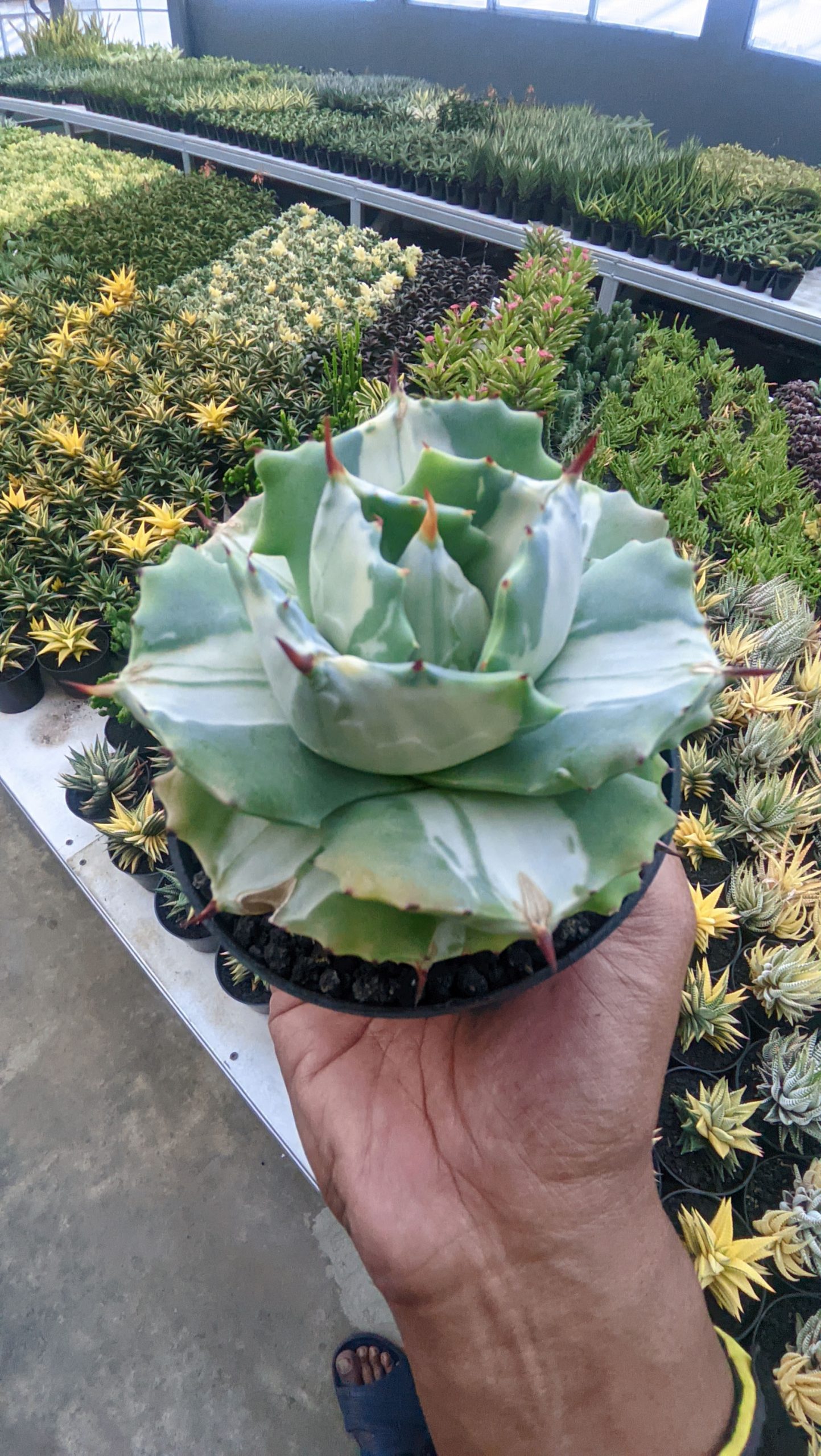 719. Agave Shoji Raijin White Variegated - Image 4