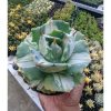 719. Agave Shoji Raijin White Variegated