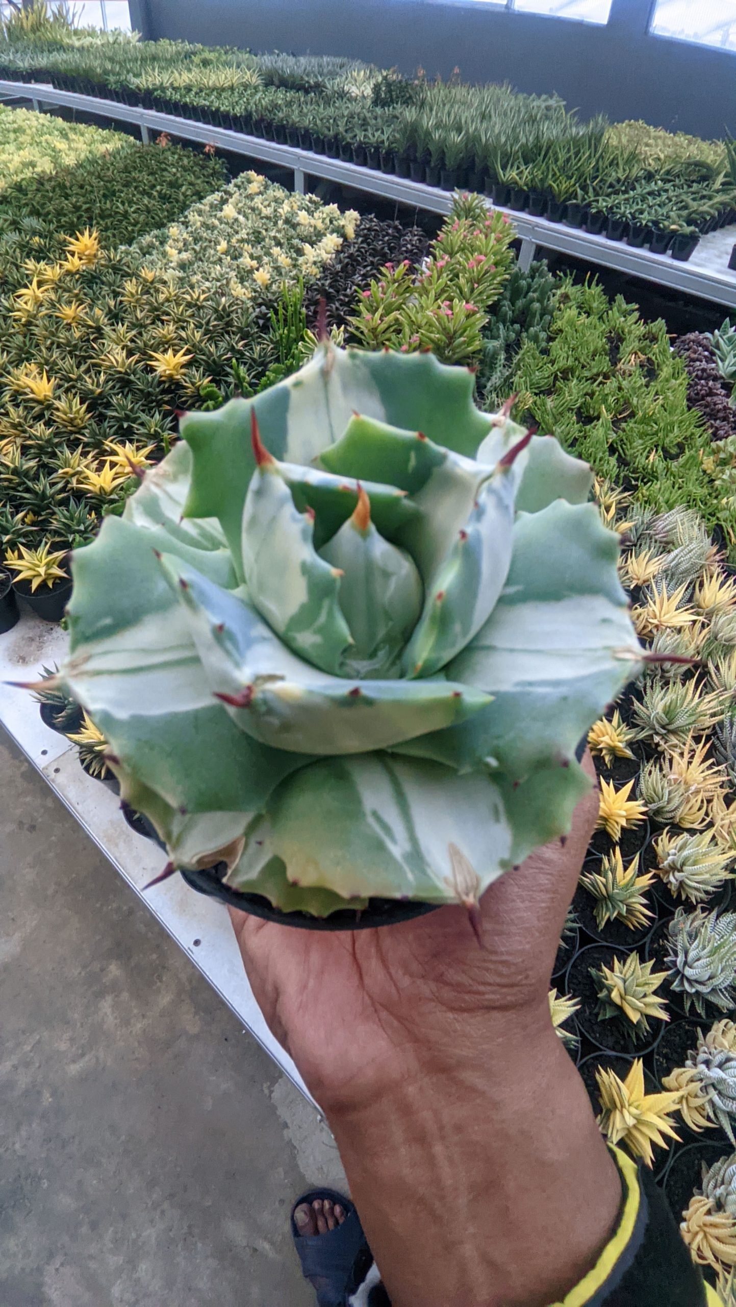 719. Agave Shoji Raijin White Variegated - Image 3