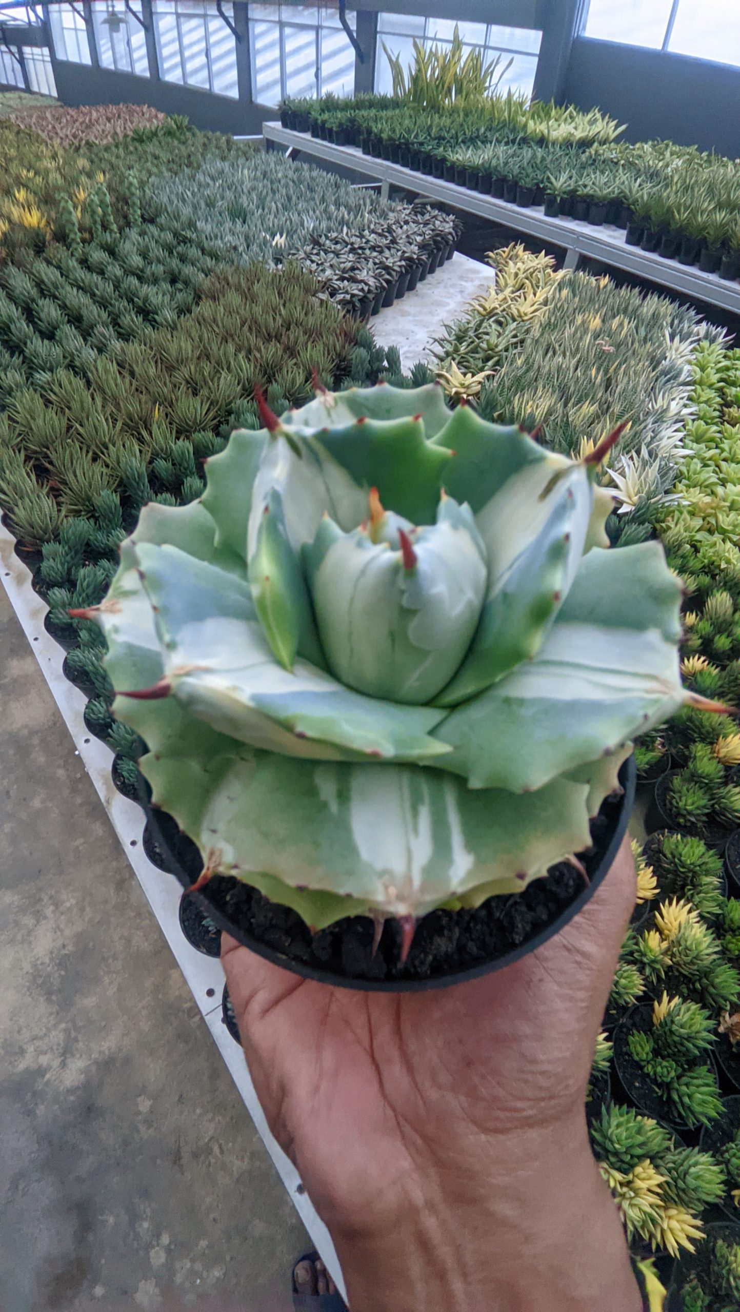 719. Agave Shoji Raijin White Variegated - Image 2