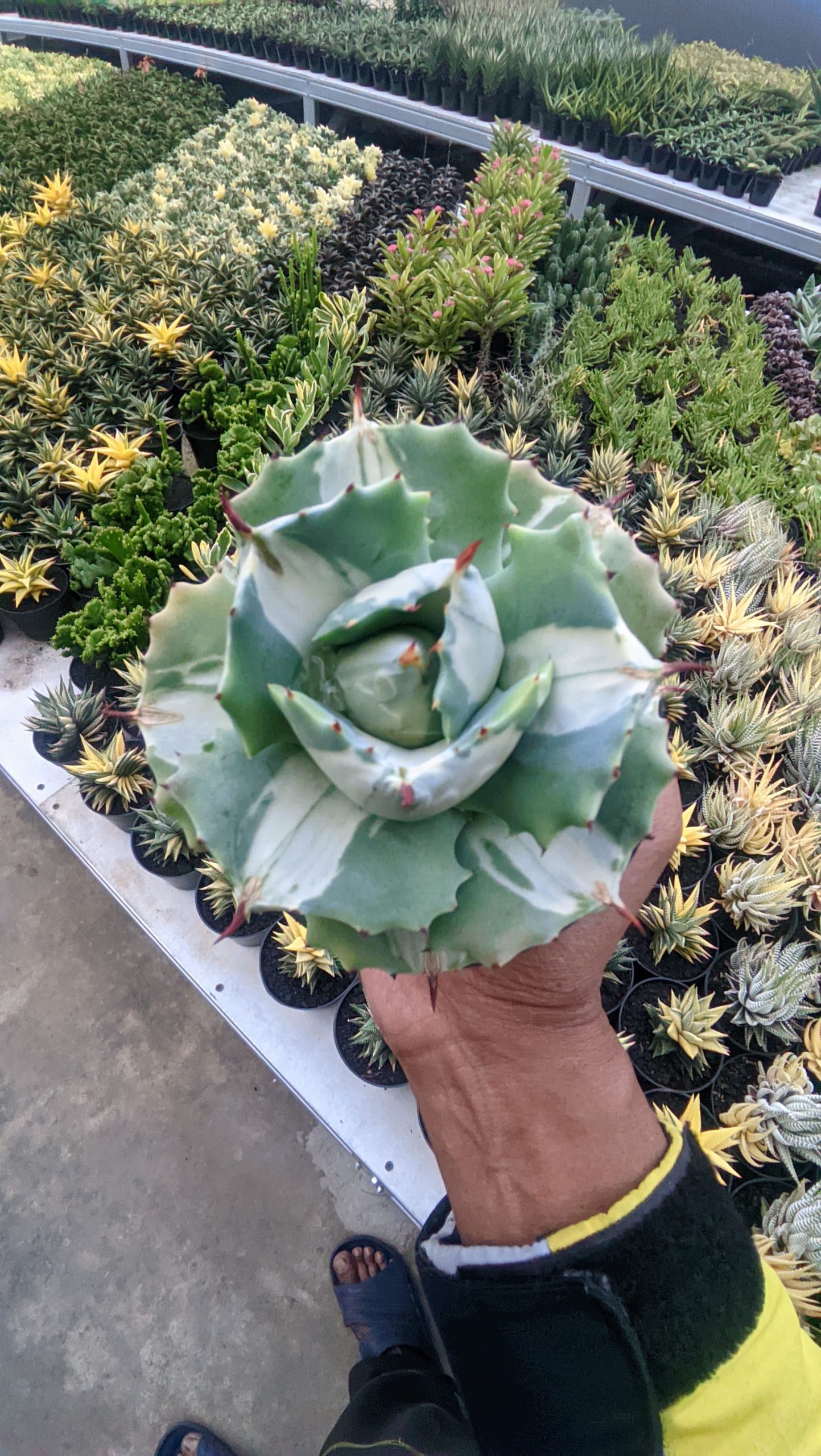 719. Agave Shoji Raijin White Variegated - Image 6