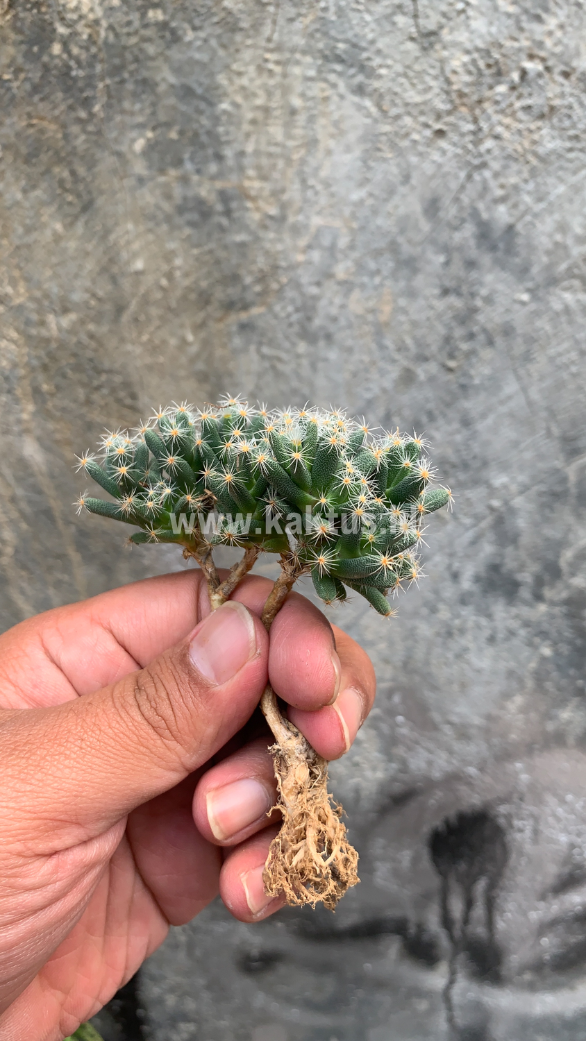 721. Trichodiadema Densum - Image 8