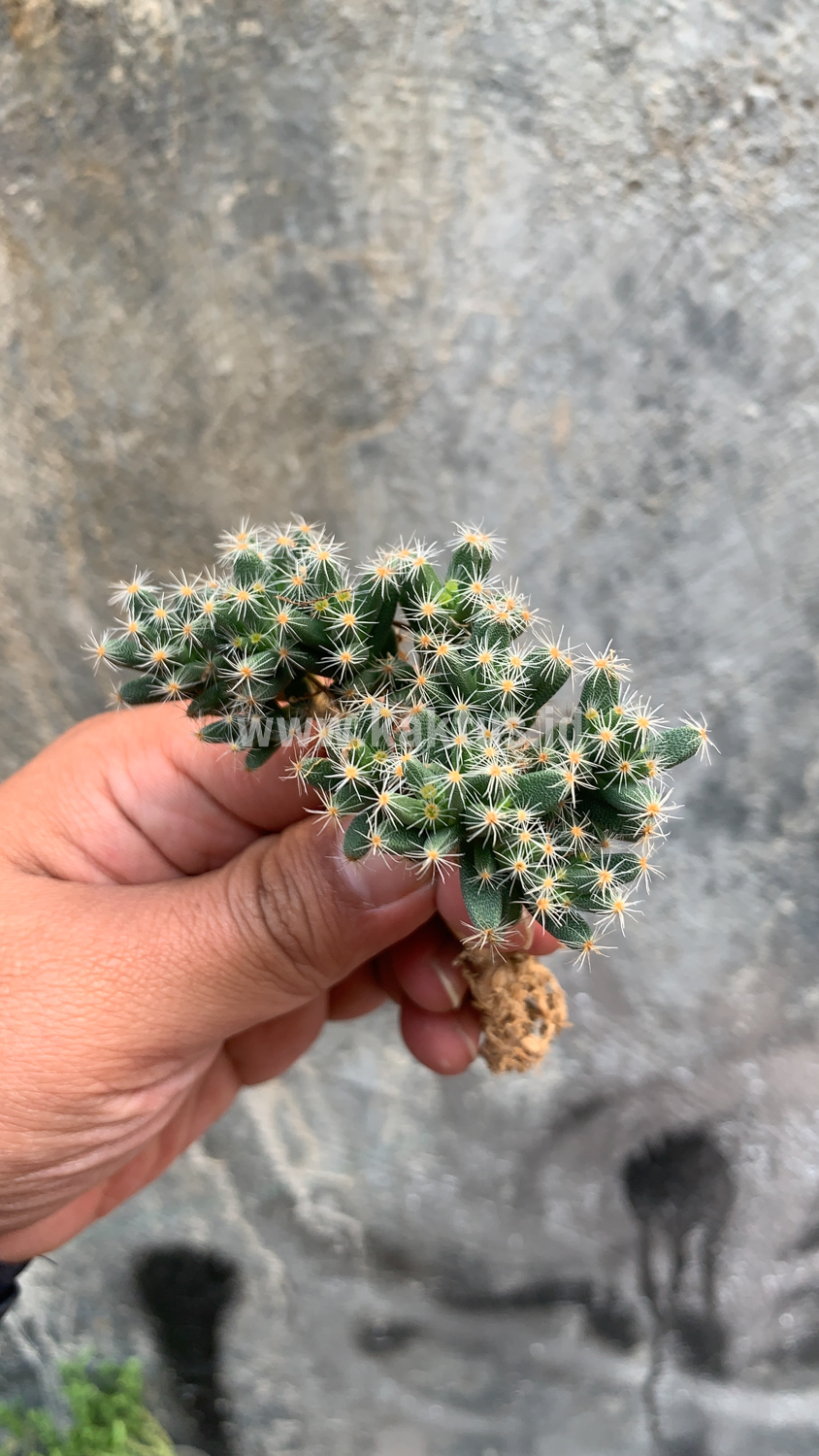 721. Trichodiadema Densum - Image 12