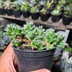 Alternative view of 721. Trichodiadema Densum