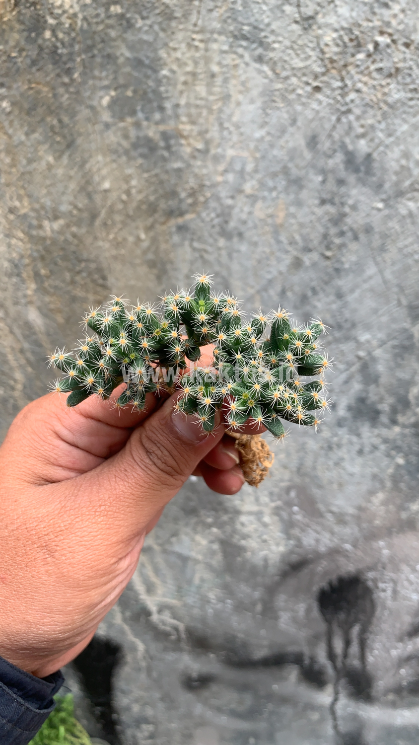 721. Trichodiadema Densum - Image 5