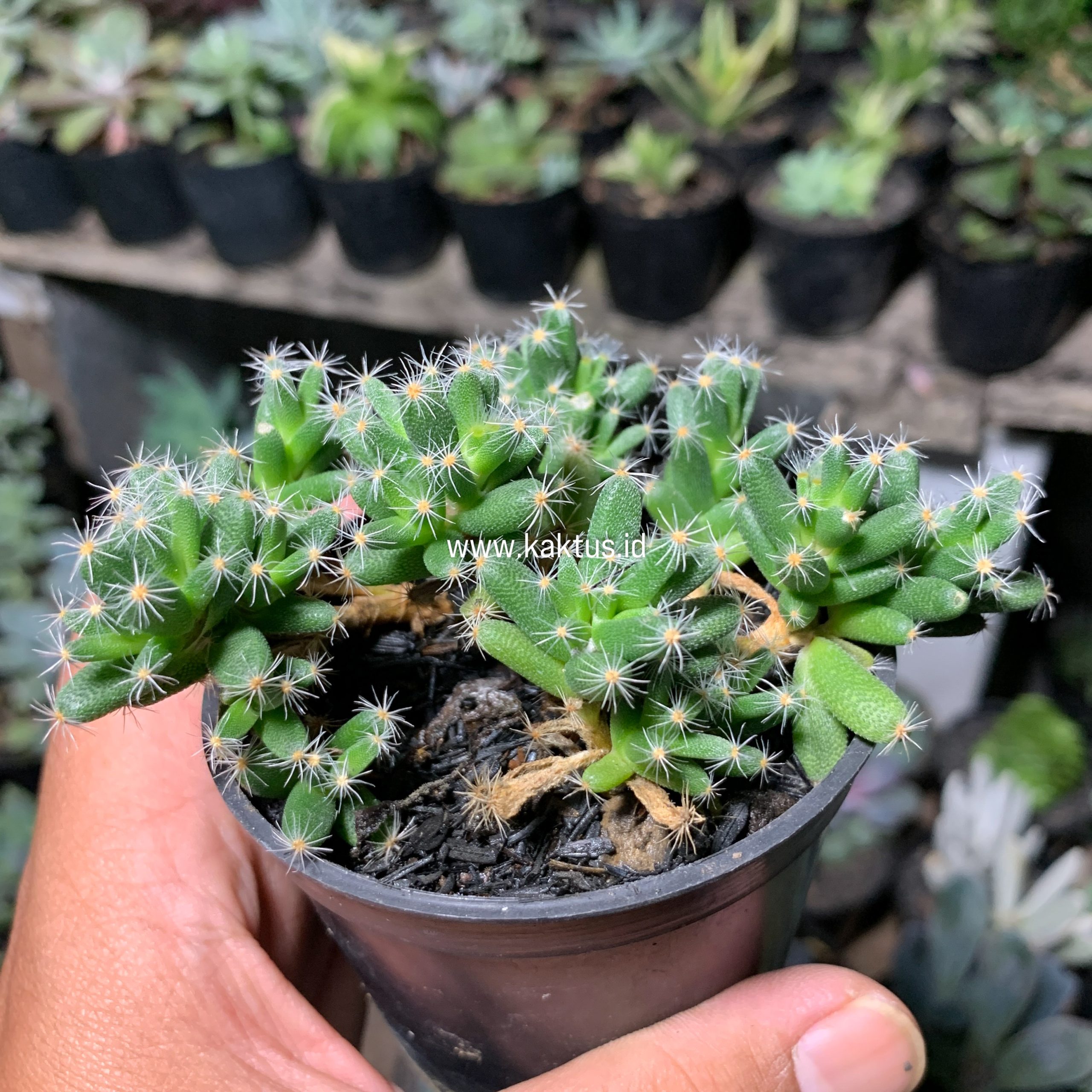 721. Trichodiadema Densum - Image 6