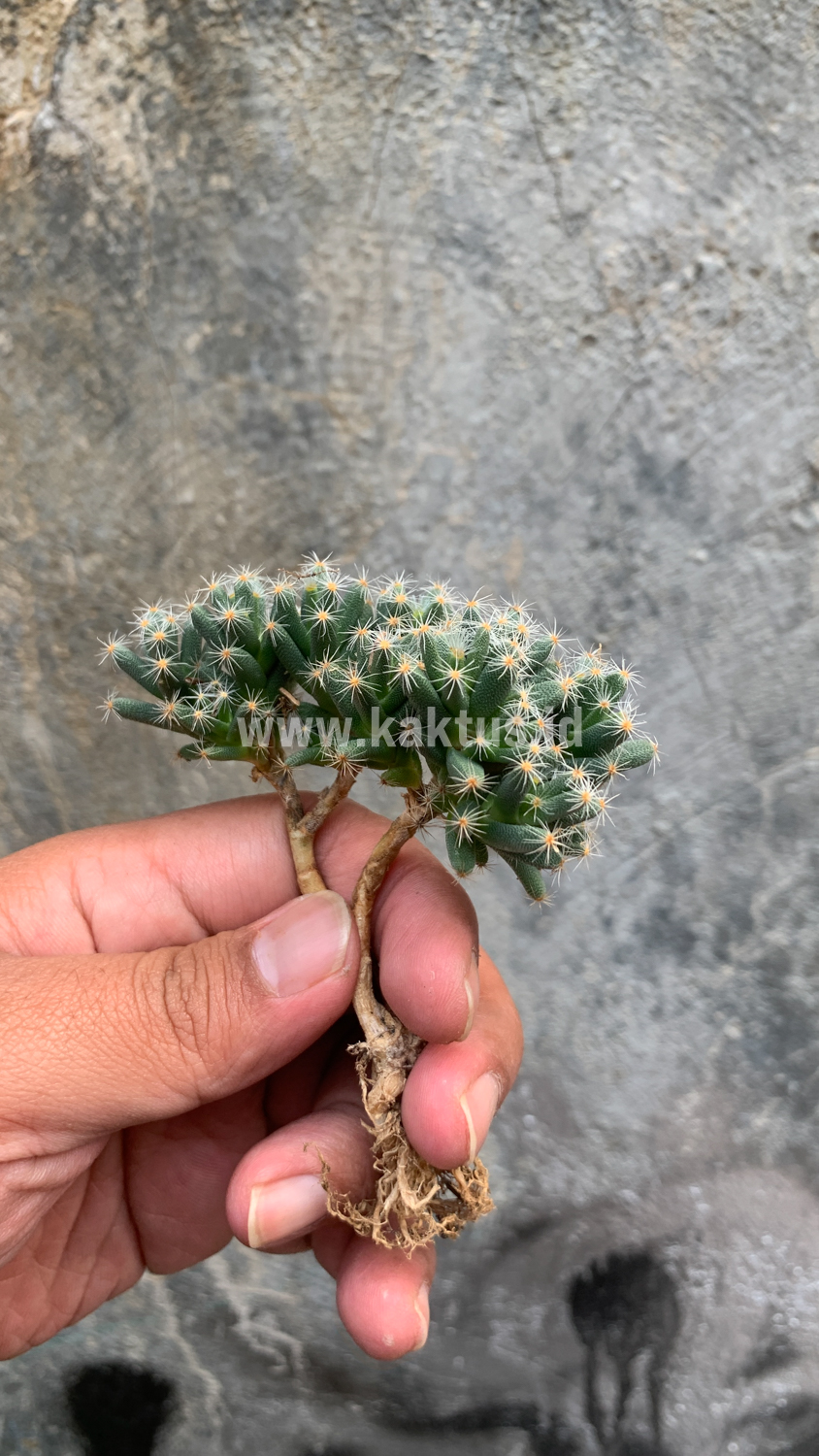 721. Trichodiadema Densum - Image 11