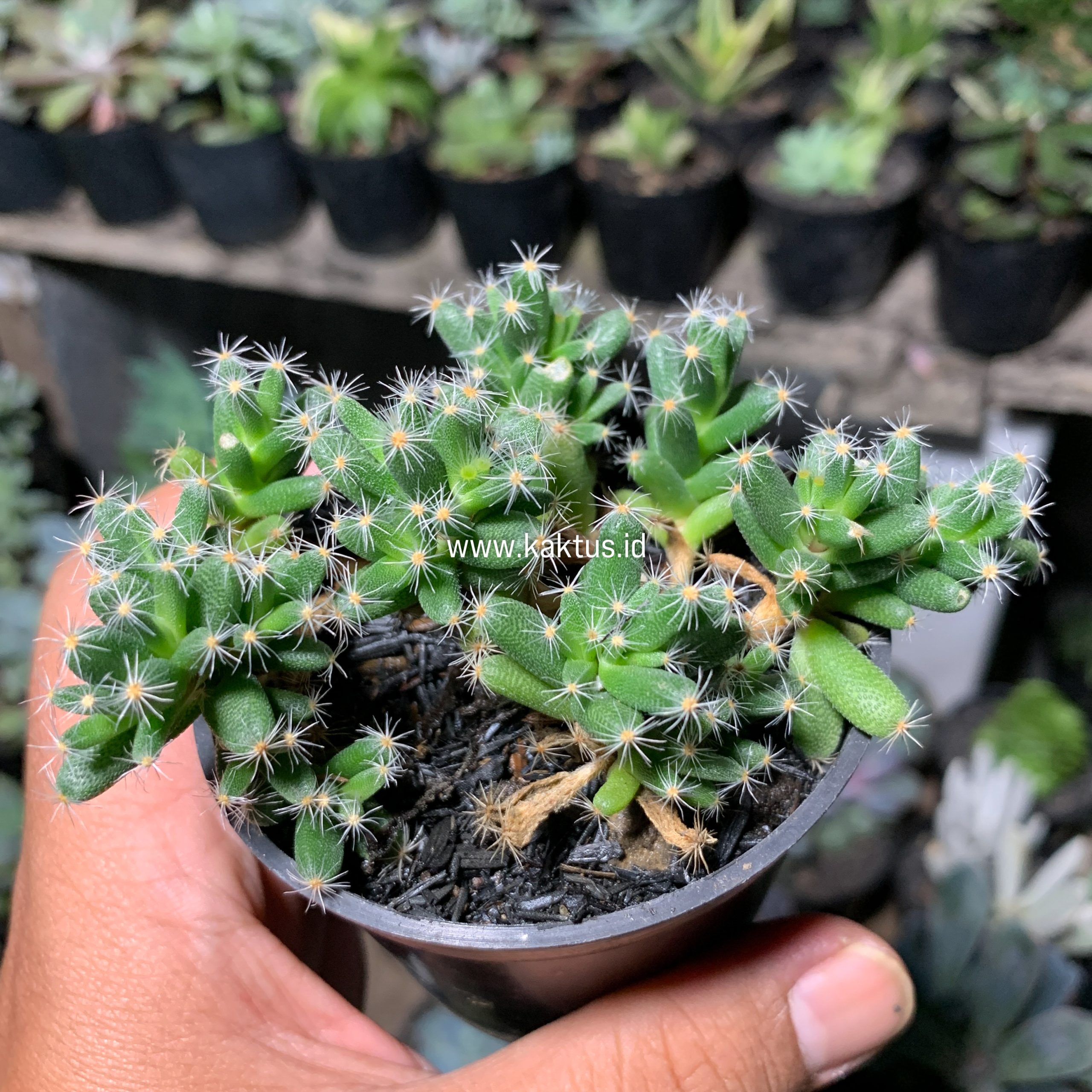 721. Trichodiadema Densum - Image 9