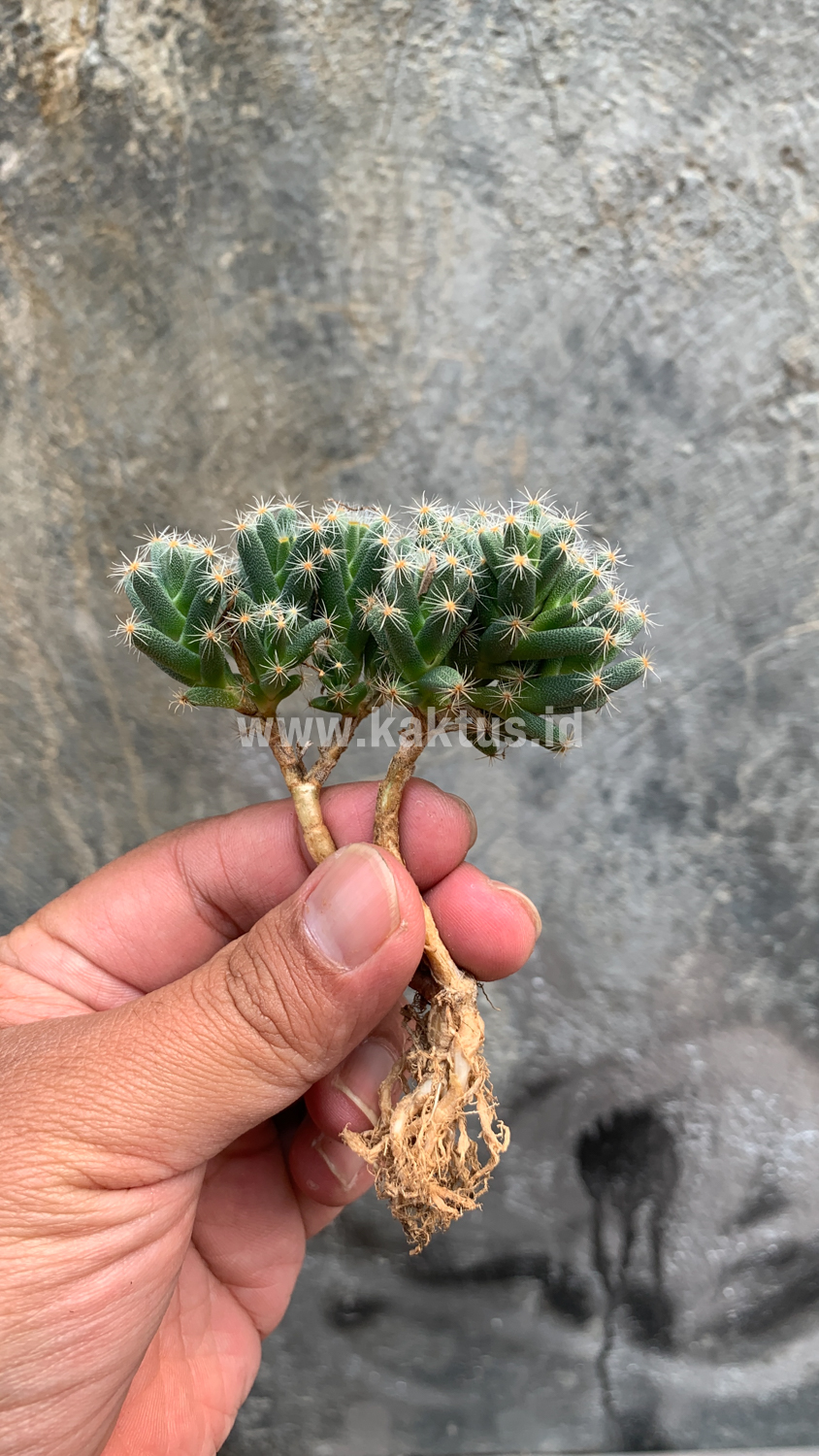 721. Trichodiadema Densum - Image 4