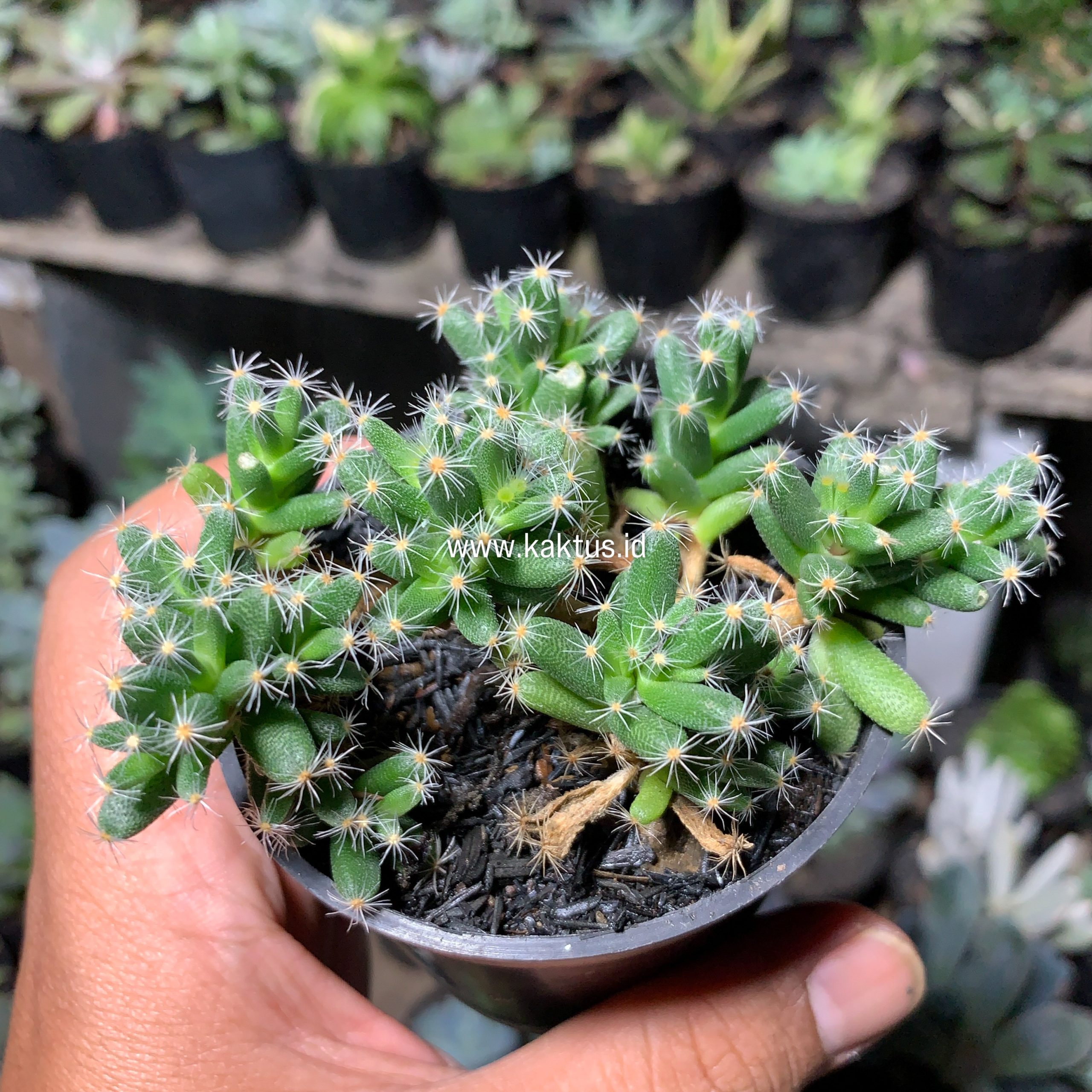 721. Trichodiadema Densum - Image 10