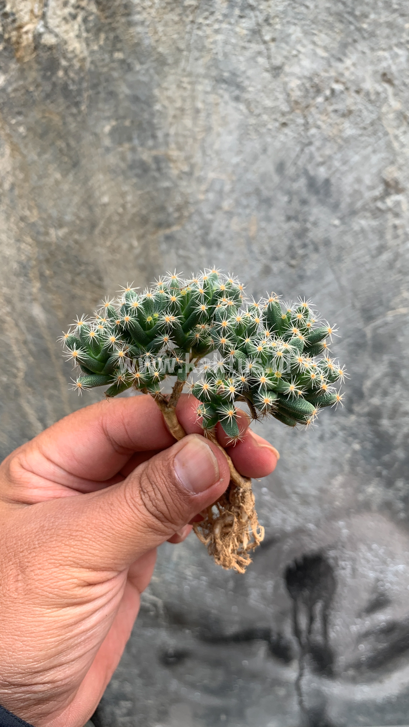 721. Trichodiadema Densum - Image 7