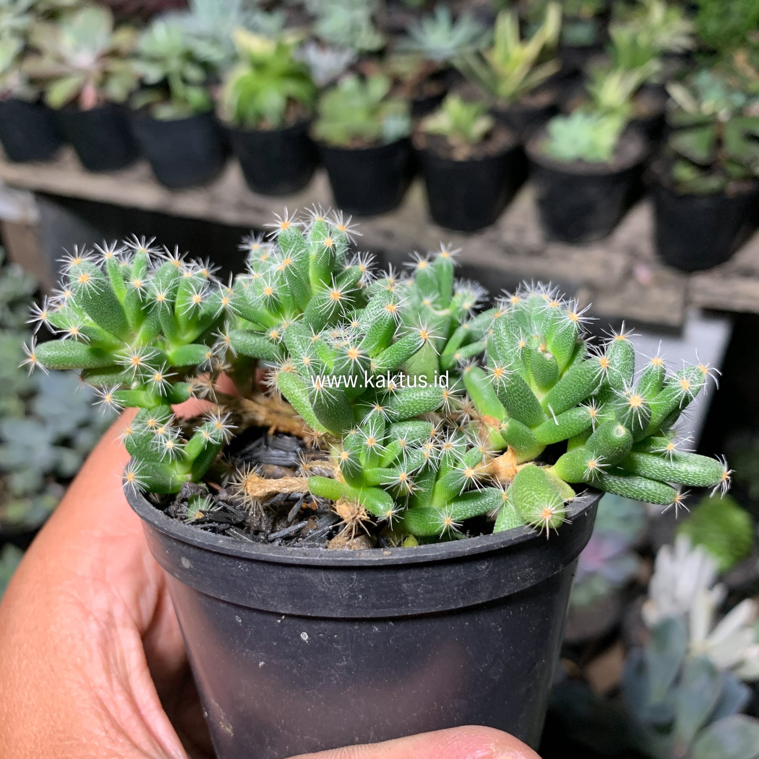 721. Trichodiadema Densum - Image 3