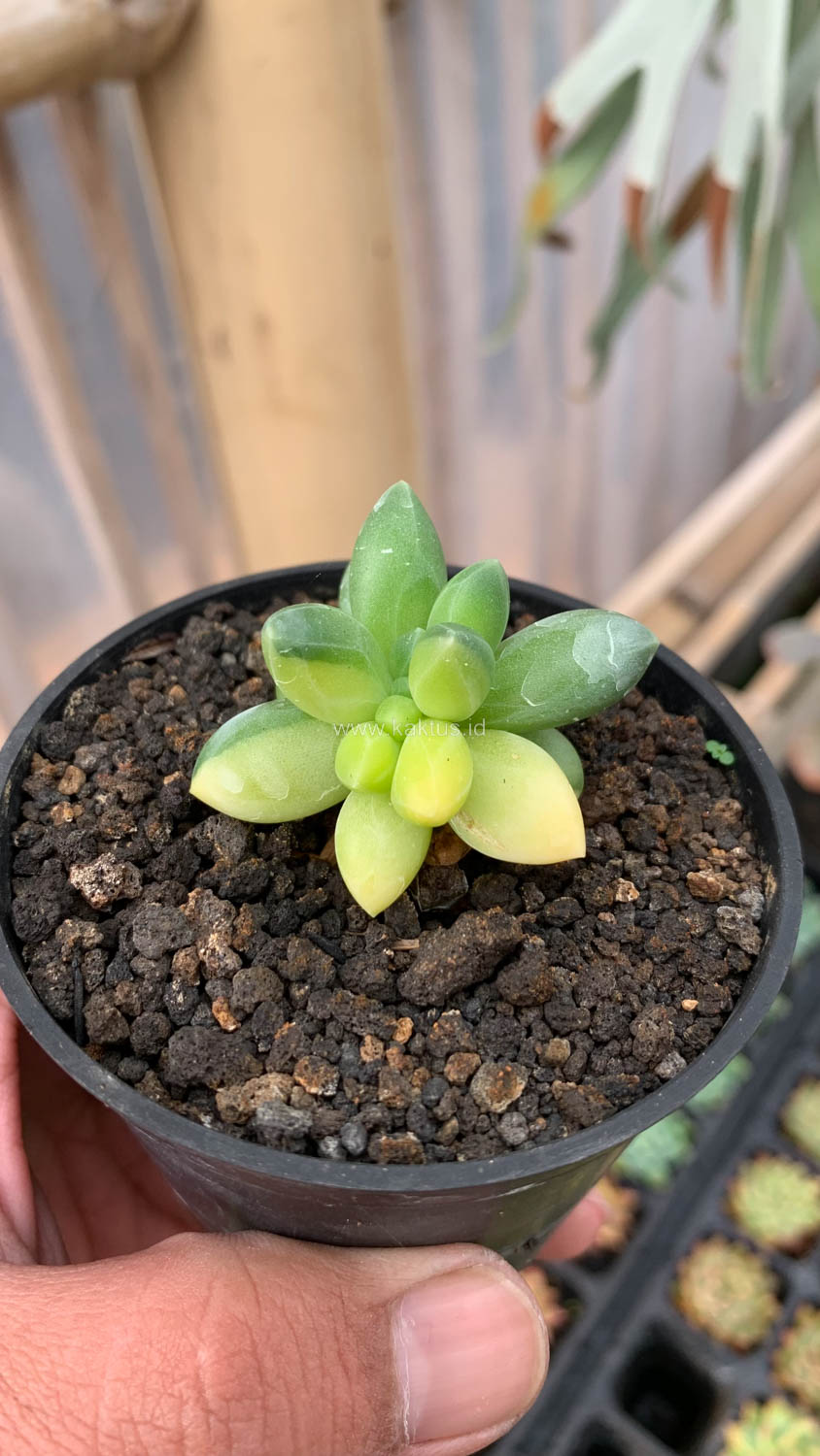 722. Pachyphytum Compactum Variegated - Image 8