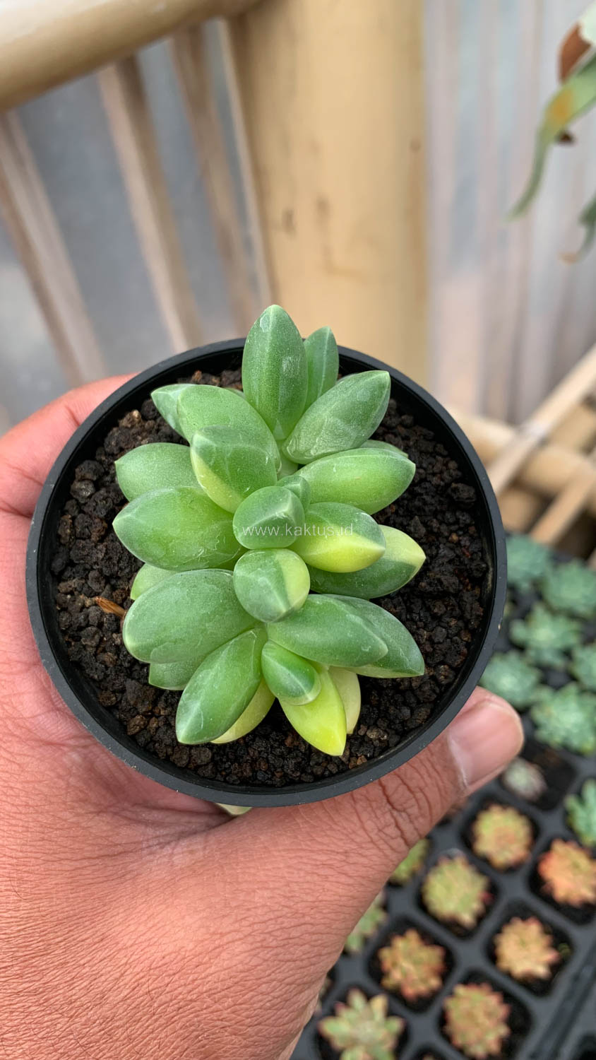 722. Pachyphytum Compactum Variegated - Image 3