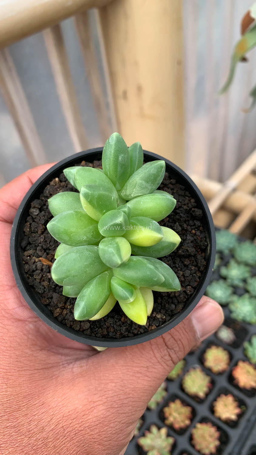 722. Pachyphytum Compactum Variegated - Image 5