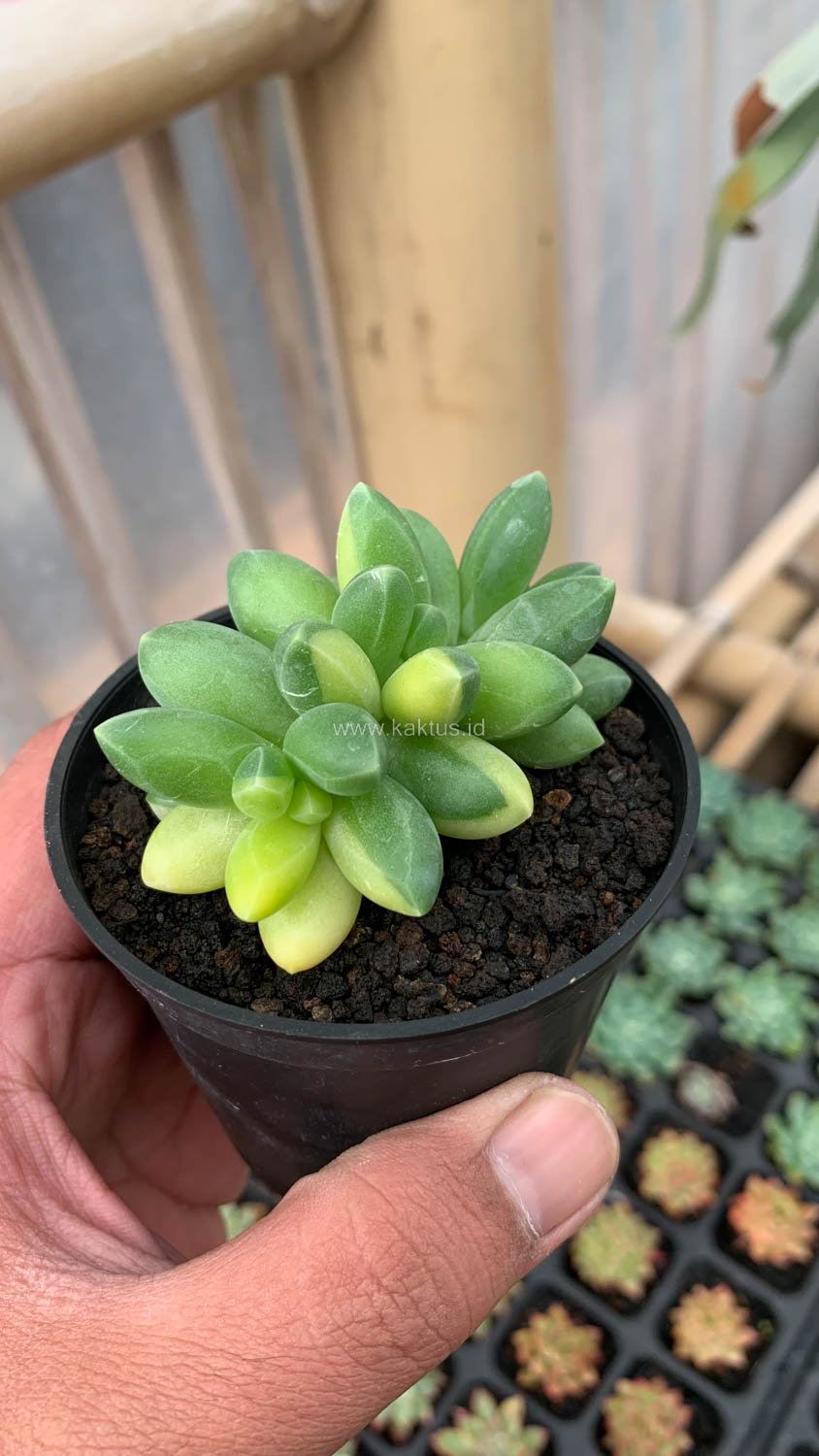 722. Pachyphytum Compactum Variegated - Image 7