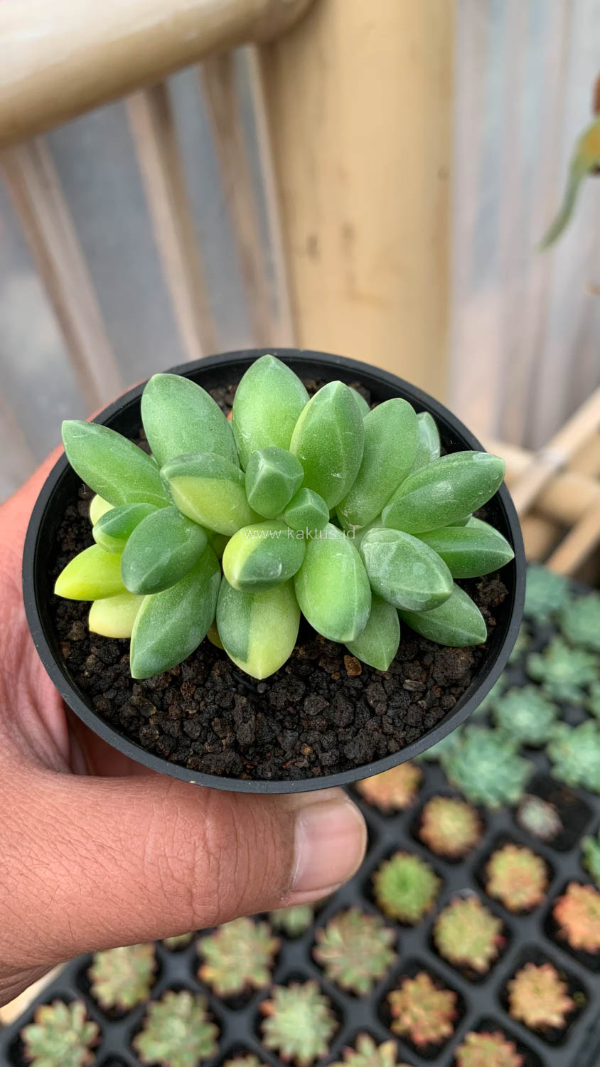 722. Pachyphytum Compactum Variegated - Image 9
