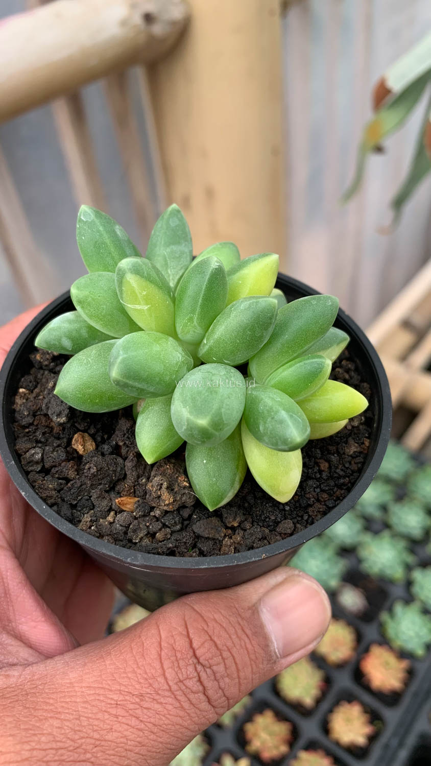 722. Pachyphytum Compactum Variegated - Image 10