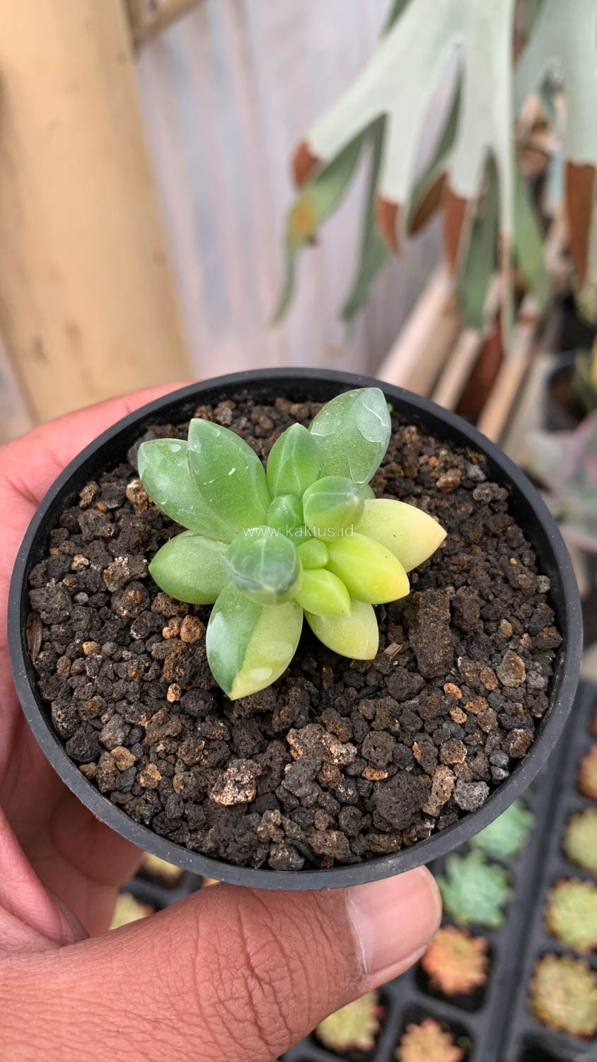 722. Pachyphytum Compactum Variegated - Image 4