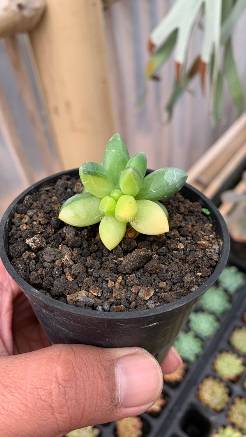 722. Pachyphytum Compactum Variegated - Image 6
