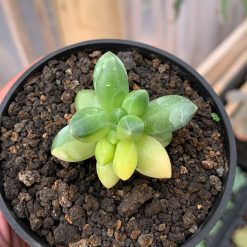 Alternative view of 722. Pachyphytum Compactum Variegated
