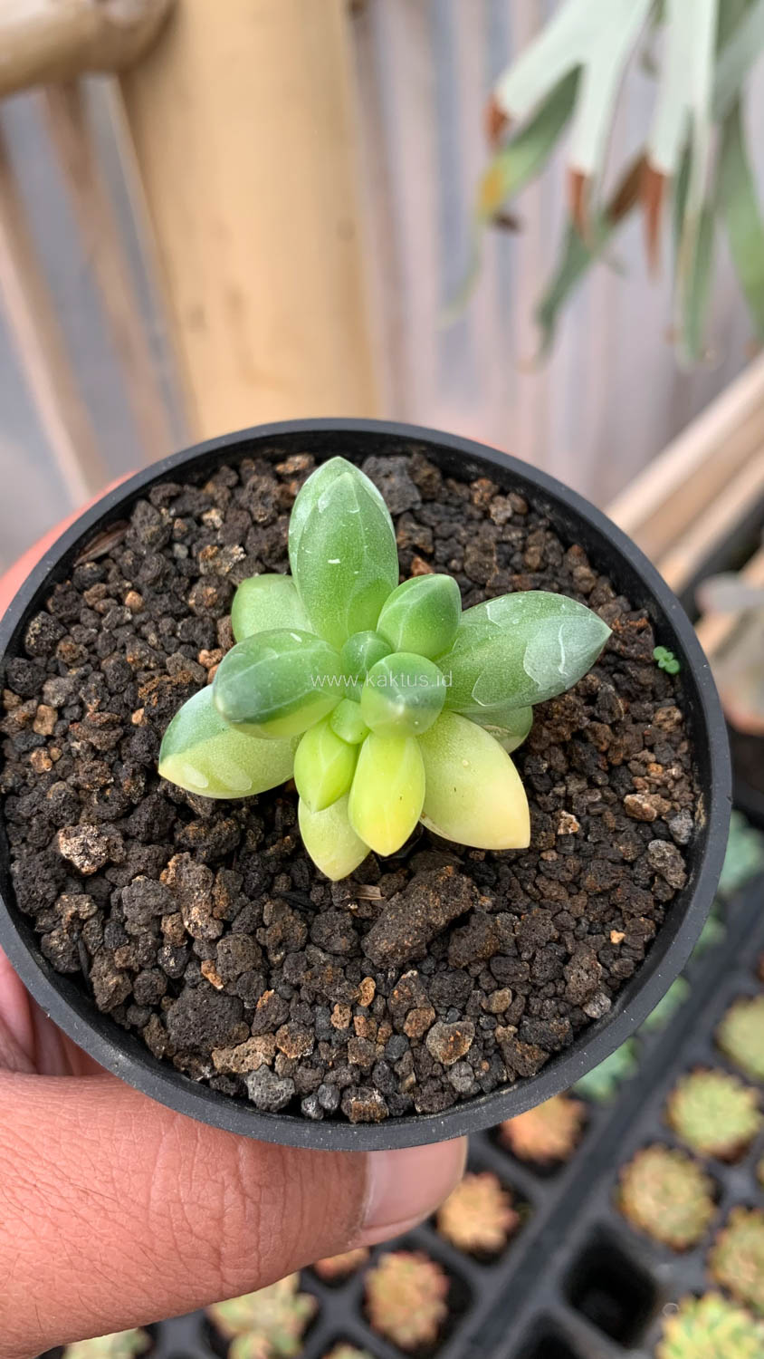 722. Pachyphytum Compactum Variegated - Image 2