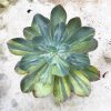 726. Echeveria Paul Bunyan Variegated Size 20 Cm