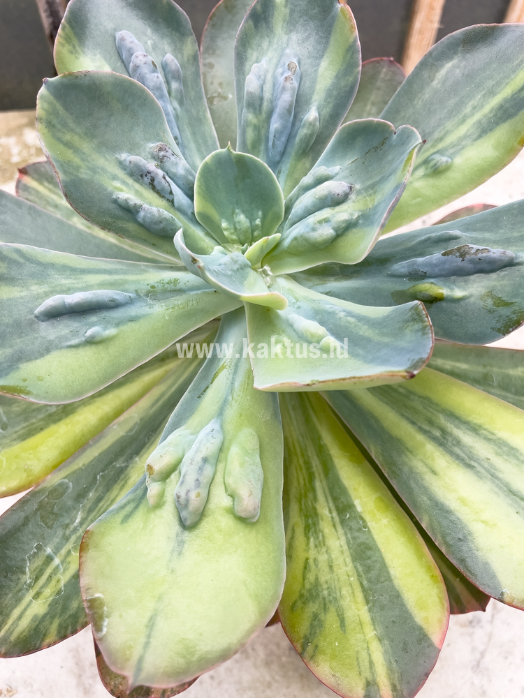 726. Echeveria Paul Bunyan Variegated Size 20 Cm - Image 4