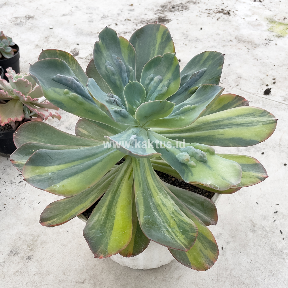 726. Echeveria Paul Bunyan Variegated Size 20 Cm - Image 5