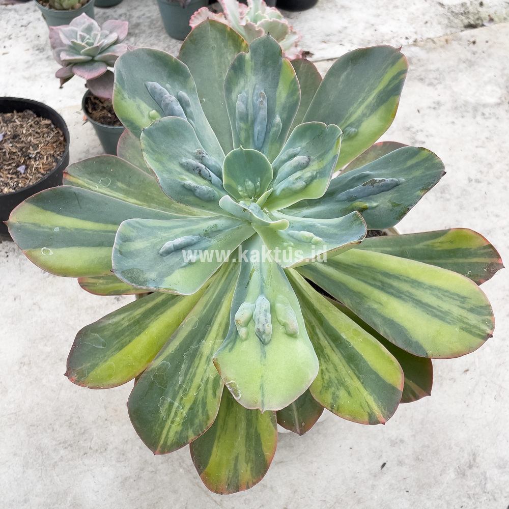 726. Echeveria Paul Bunyan Variegated Size 20 Cm - Image 6
