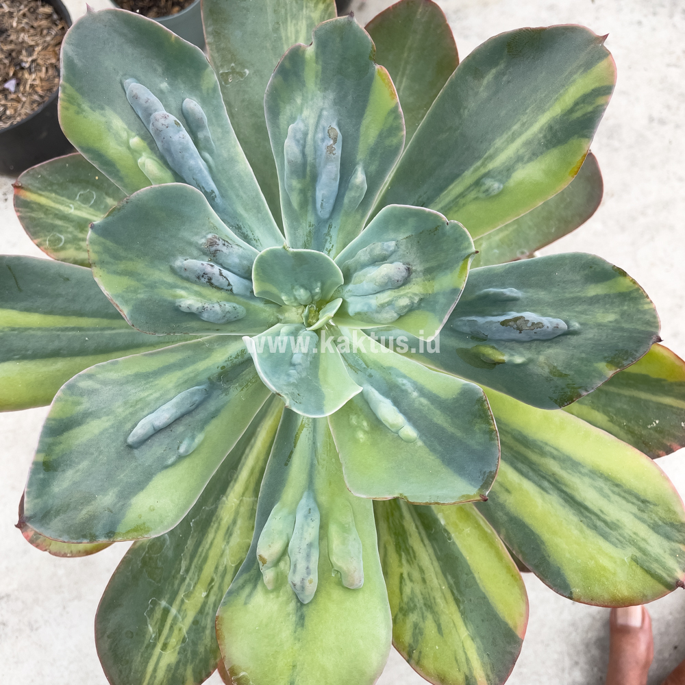 726. Echeveria Paul Bunyan Variegated Size 20 Cm - Image 2