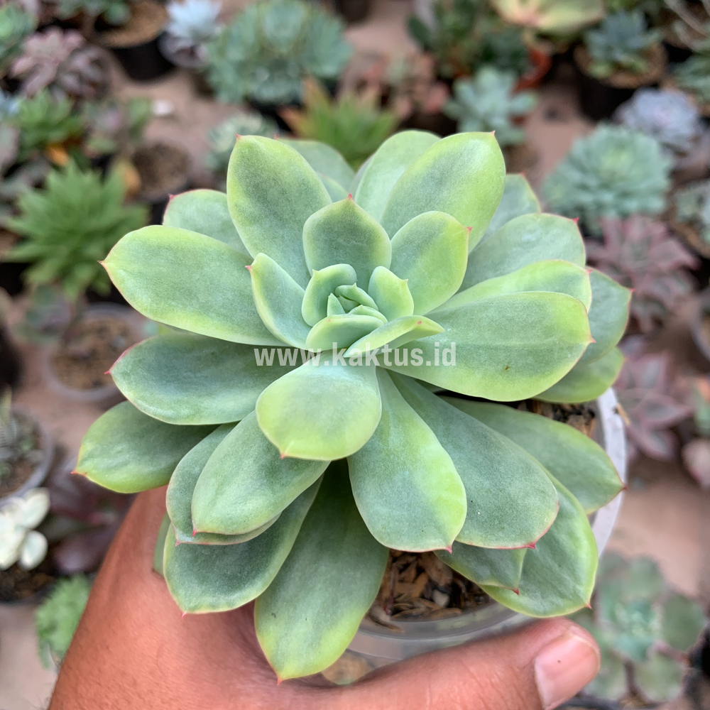 730. Echeveria Lemon Splash - Image 4