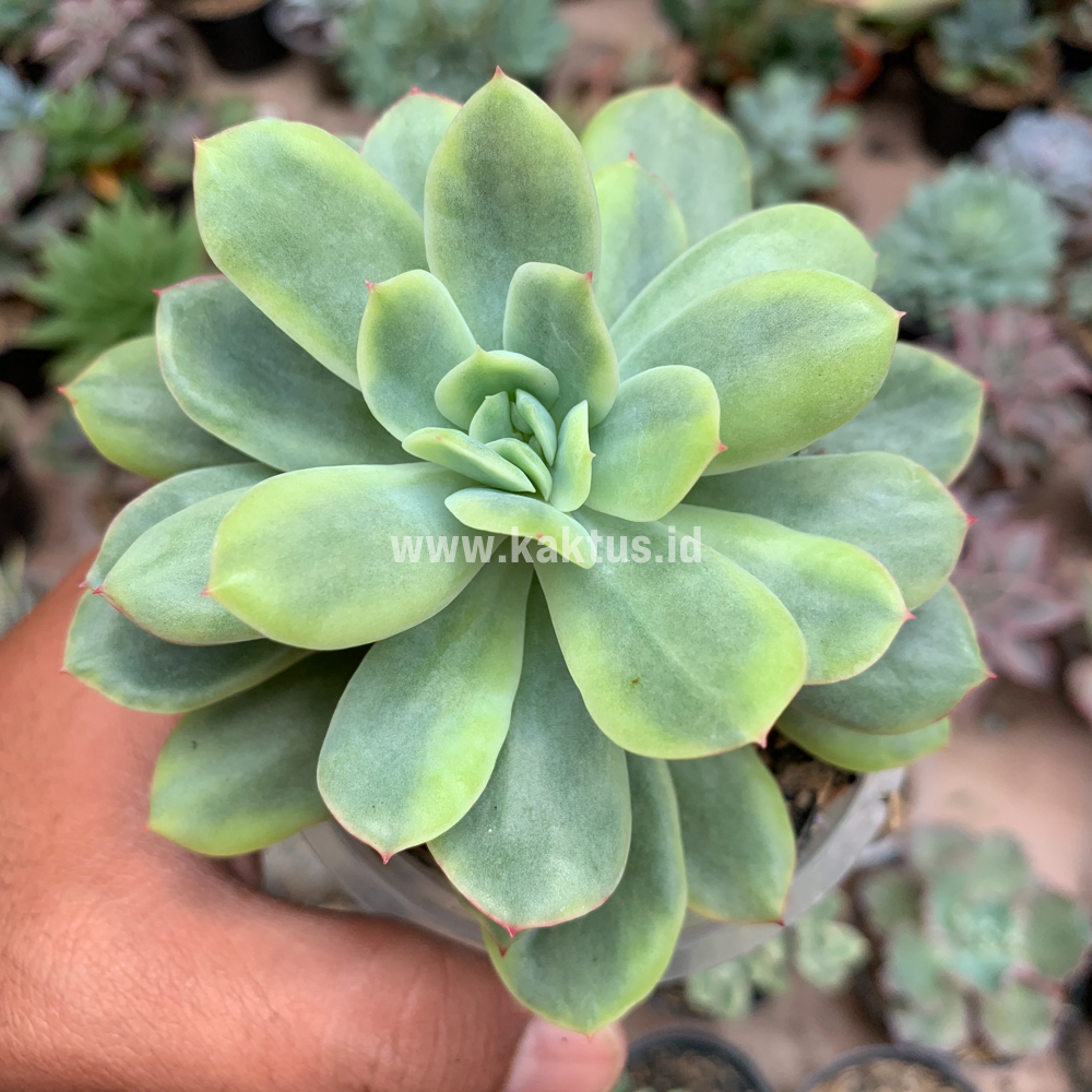730. Echeveria Lemon Splash - Image 6