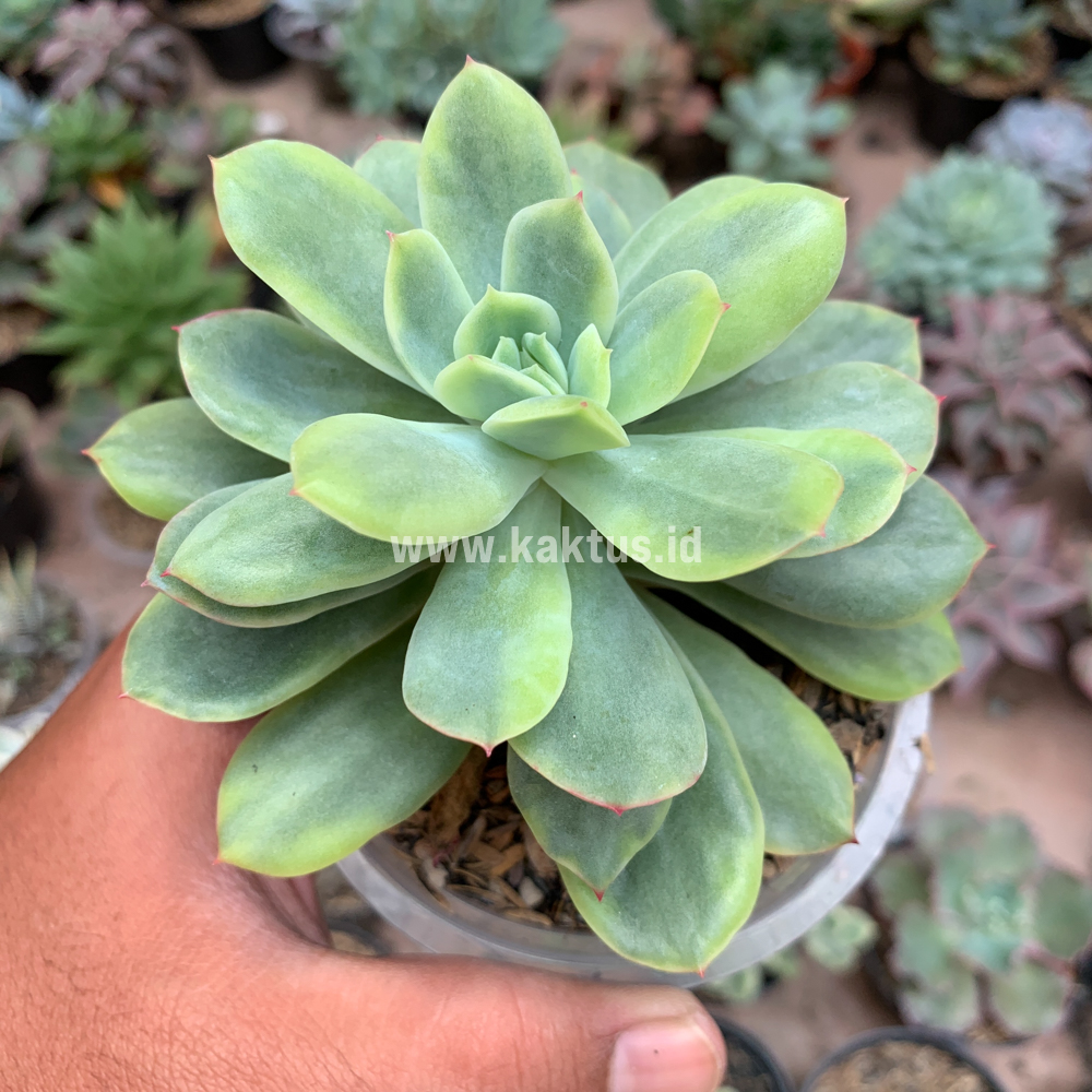 730. Echeveria Lemon Splash - Image 2