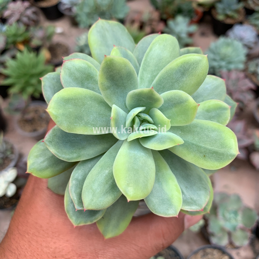 730. Echeveria Lemon Splash - Image 7
