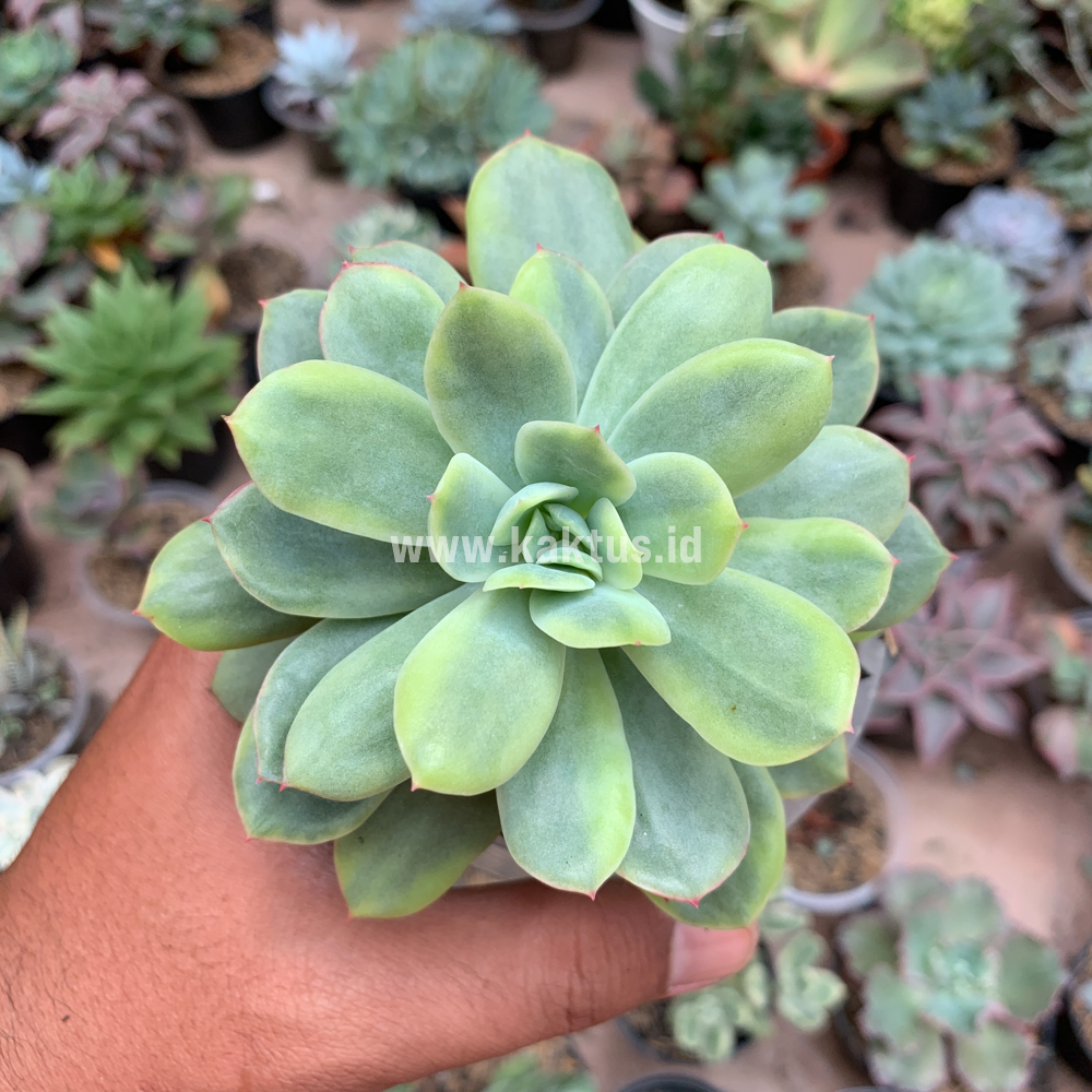 730. Echeveria Lemon Splash - Image 3