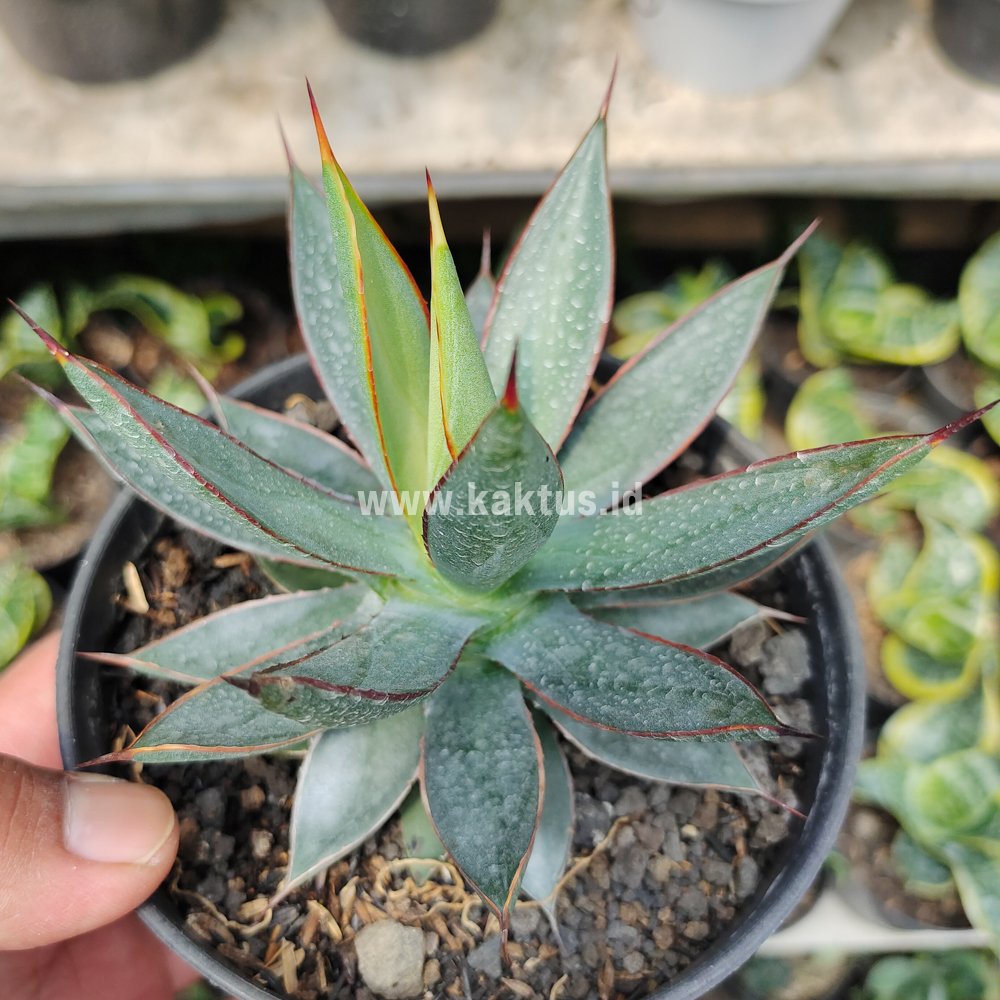 731. Agave Burn Burgundy - Image 3